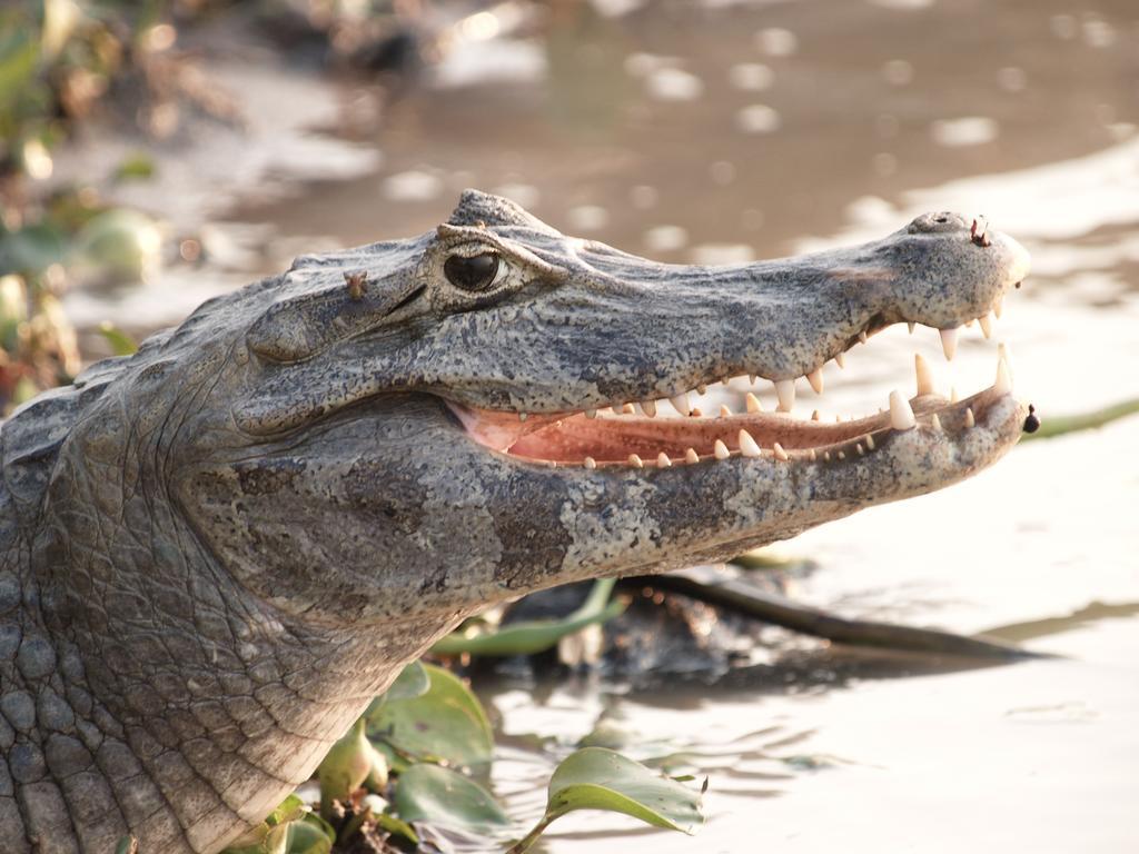 Pousada Do Rio Mutum Barao de Melgaco المظهر الخارجي الصورة